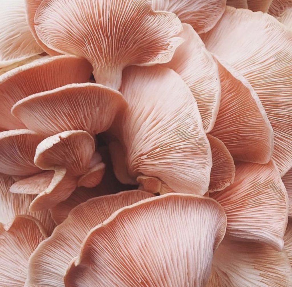 The Power of Rejuvenation: How to Bring Skin, Body and Hormones into Balance